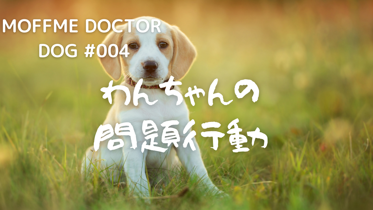 【MOFFME DOCTOR DOG】わんちゃんの問題行動どう対処する？？のサムネイル画像